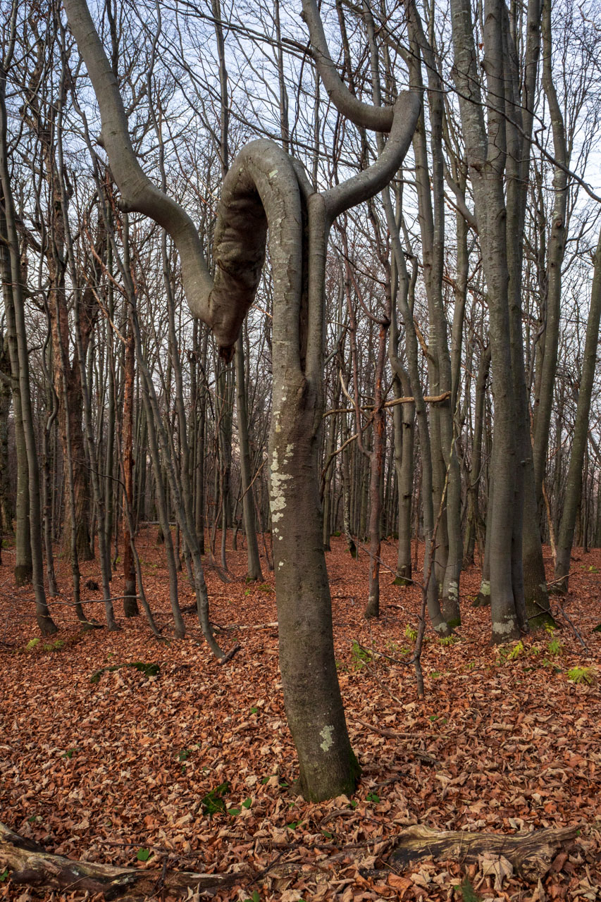 Sninský kameň z Krivca (Vihorlatské vrchy)