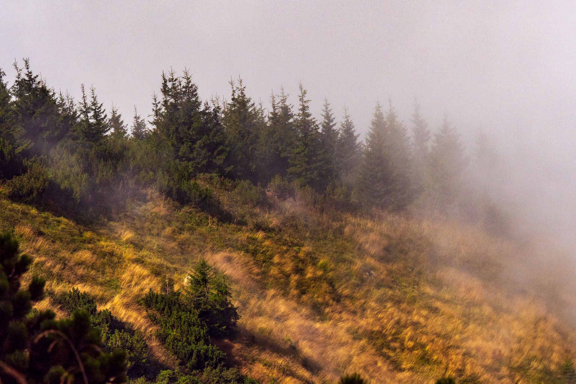 Stoh zo Snilovského sedla (Malá Fatra)