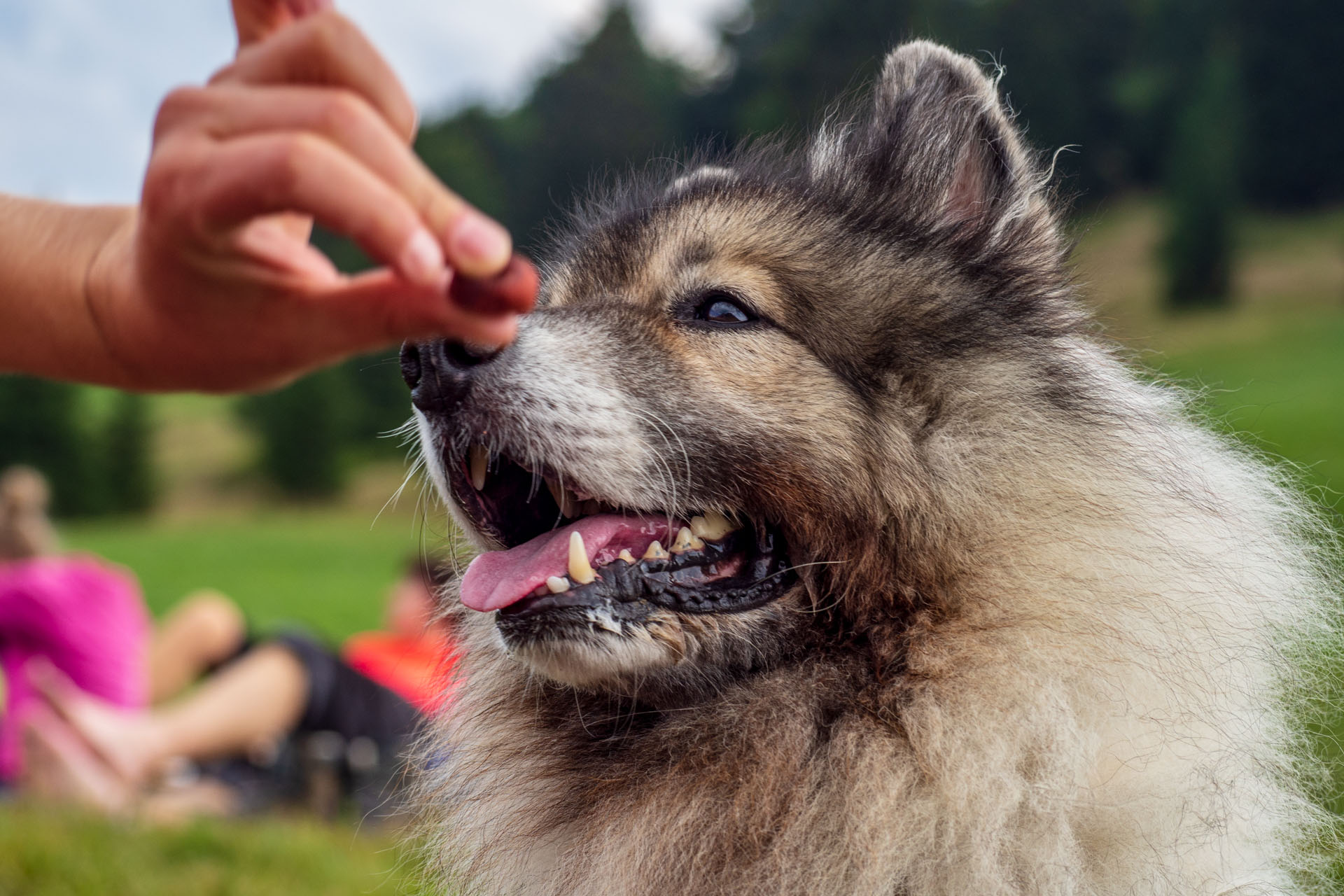 Stoh zo Snilovského sedla (Malá Fatra)