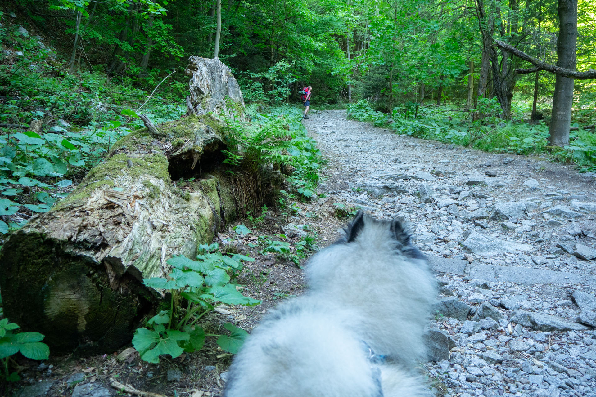 Šútovský vodopád a Chata pod Chlebom z Rieky (Malá Fatra)