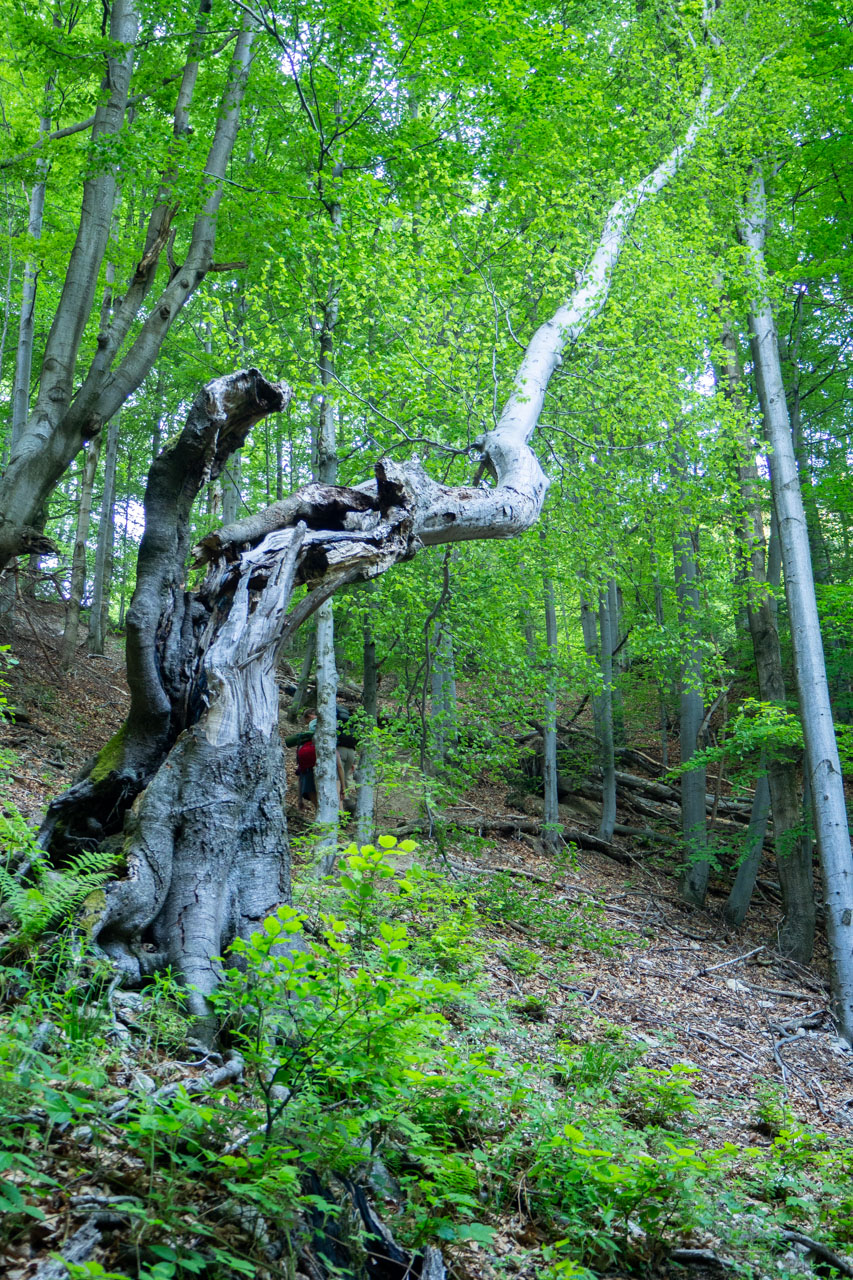 Šútovský vodopád a Chata pod Chlebom z Rieky (Malá Fatra)