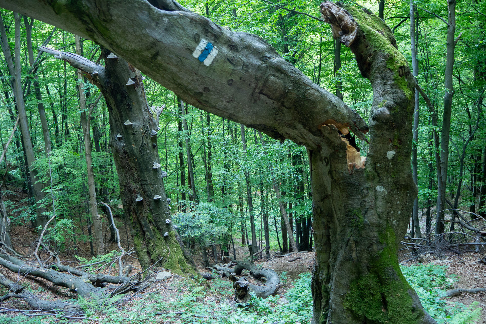 Šútovský vodopád a Chata pod Chlebom z Rieky (Malá Fatra)