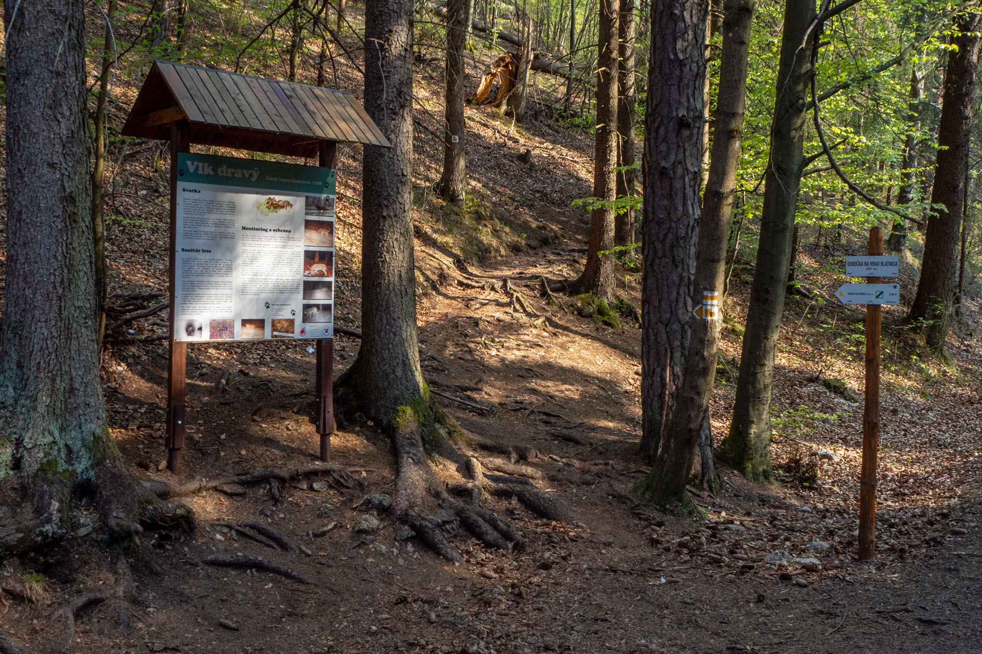 Tlstá a Ostrá z Konského dolu, ústia (Veľká Fatra)