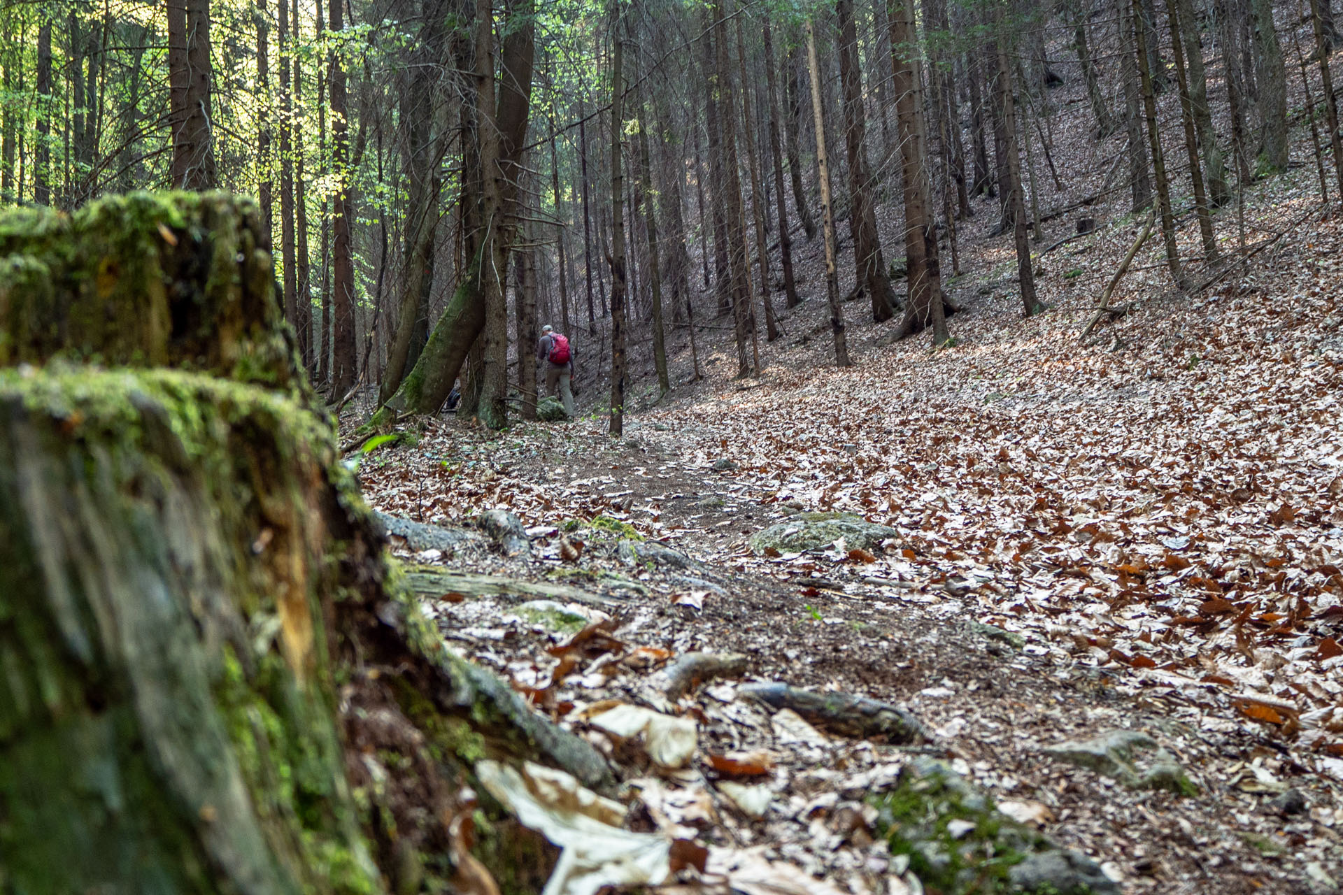 Tlstá a Ostrá z Konského dolu, ústia (Veľká Fatra)