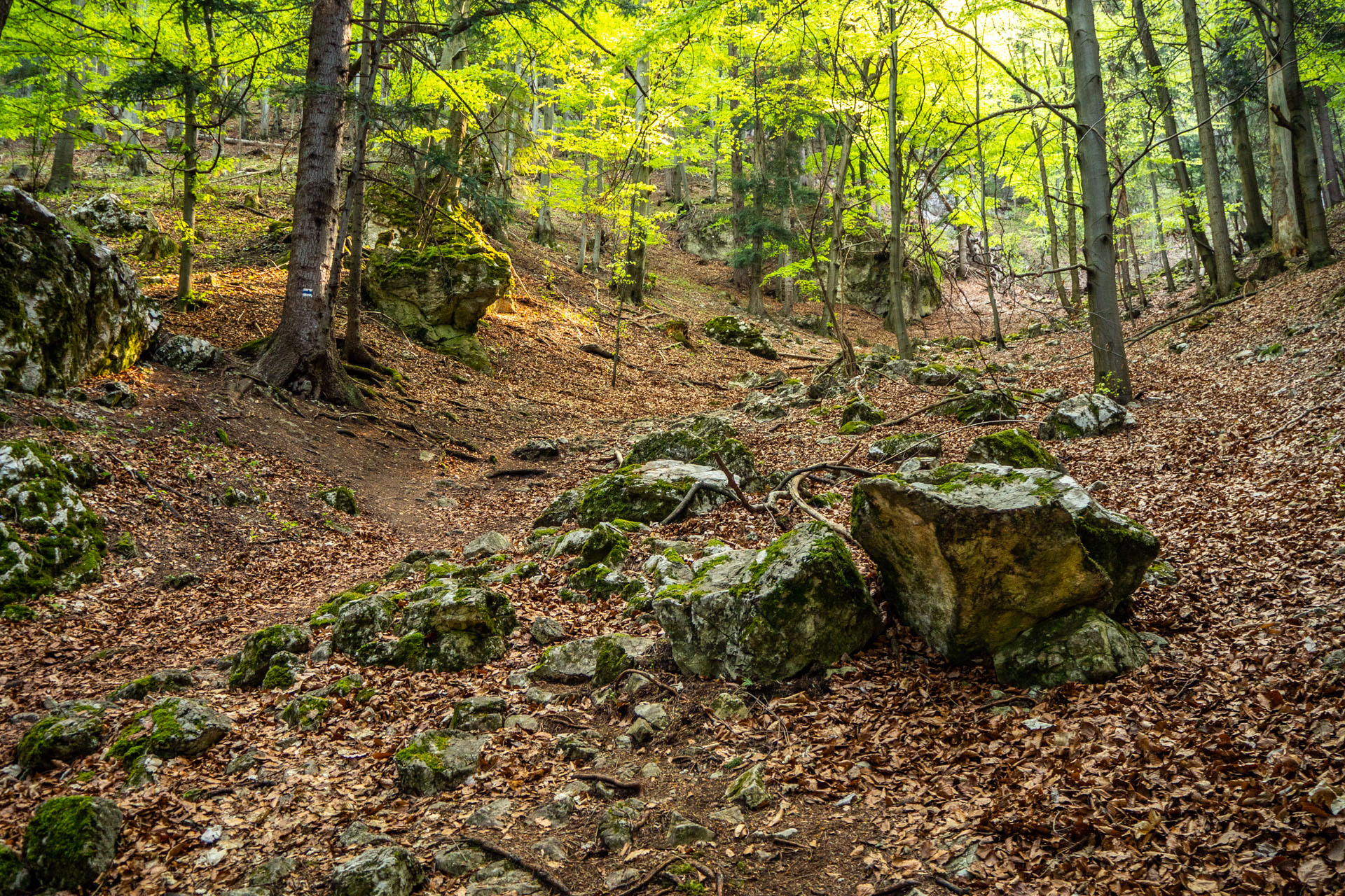 Tlstá a Ostrá z Konského dolu, ústia (Veľká Fatra)