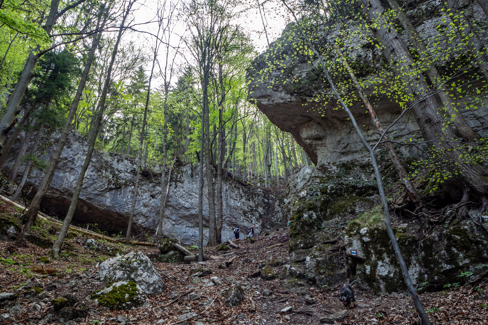 Tlstá a Ostrá z Konského dolu, ústia (Veľká Fatra)