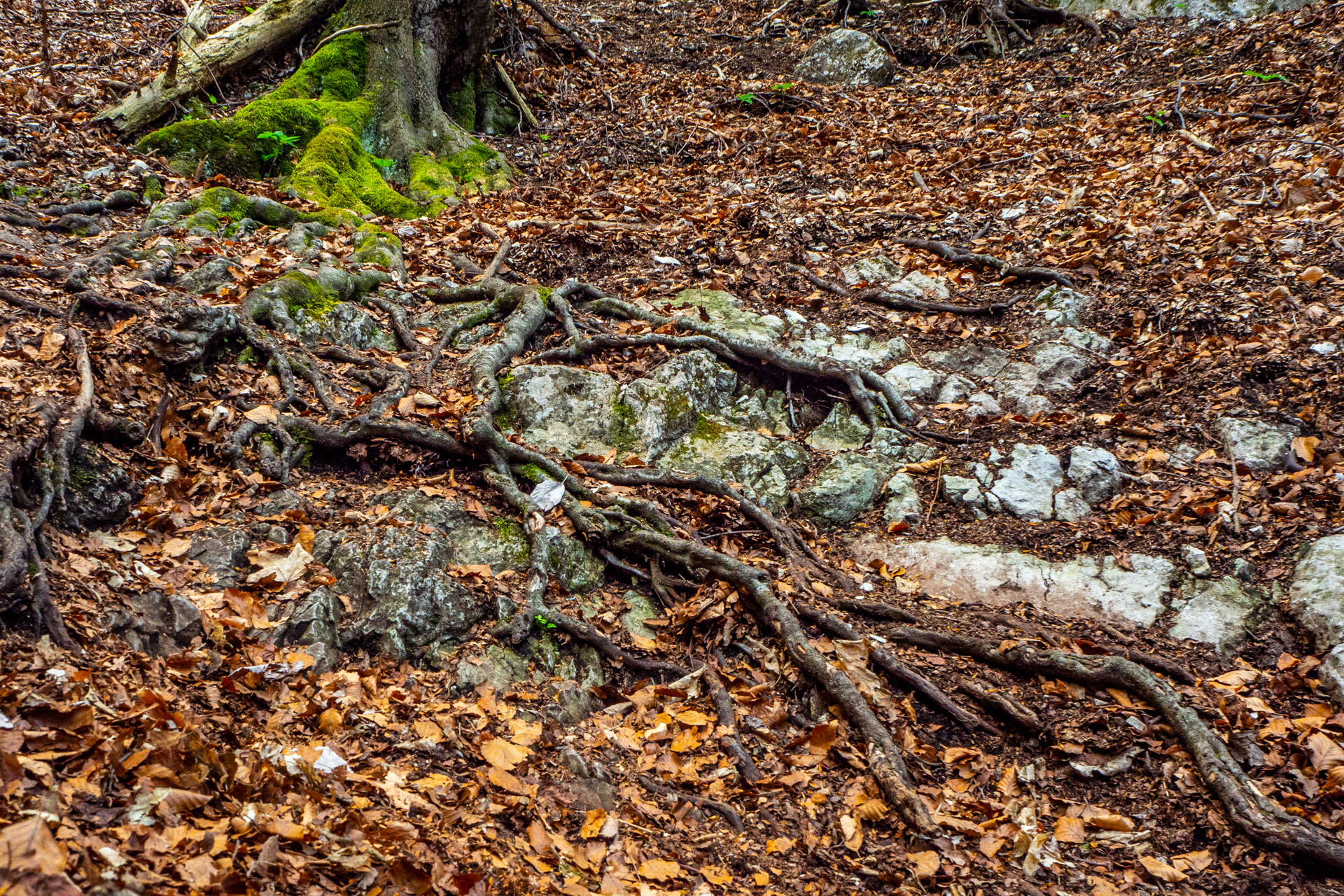 Tlstá a Ostrá z Konského dolu, ústia (Veľká Fatra)