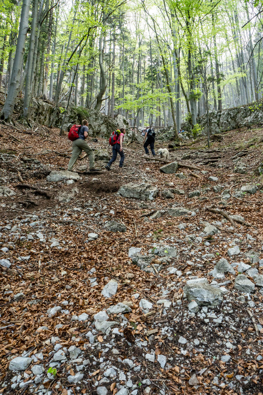 Tlstá a Ostrá z Konského dolu, ústia (Veľká Fatra)