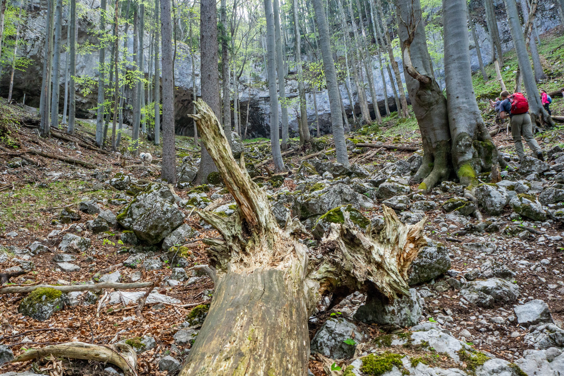 Tlstá a Ostrá z Konského dolu, ústia (Veľká Fatra)