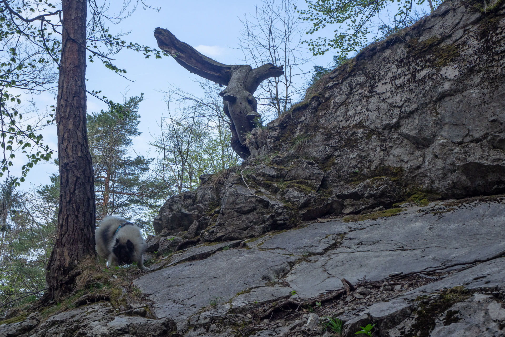 Tlstá a Ostrá z Konského dolu, ústia (Veľká Fatra)