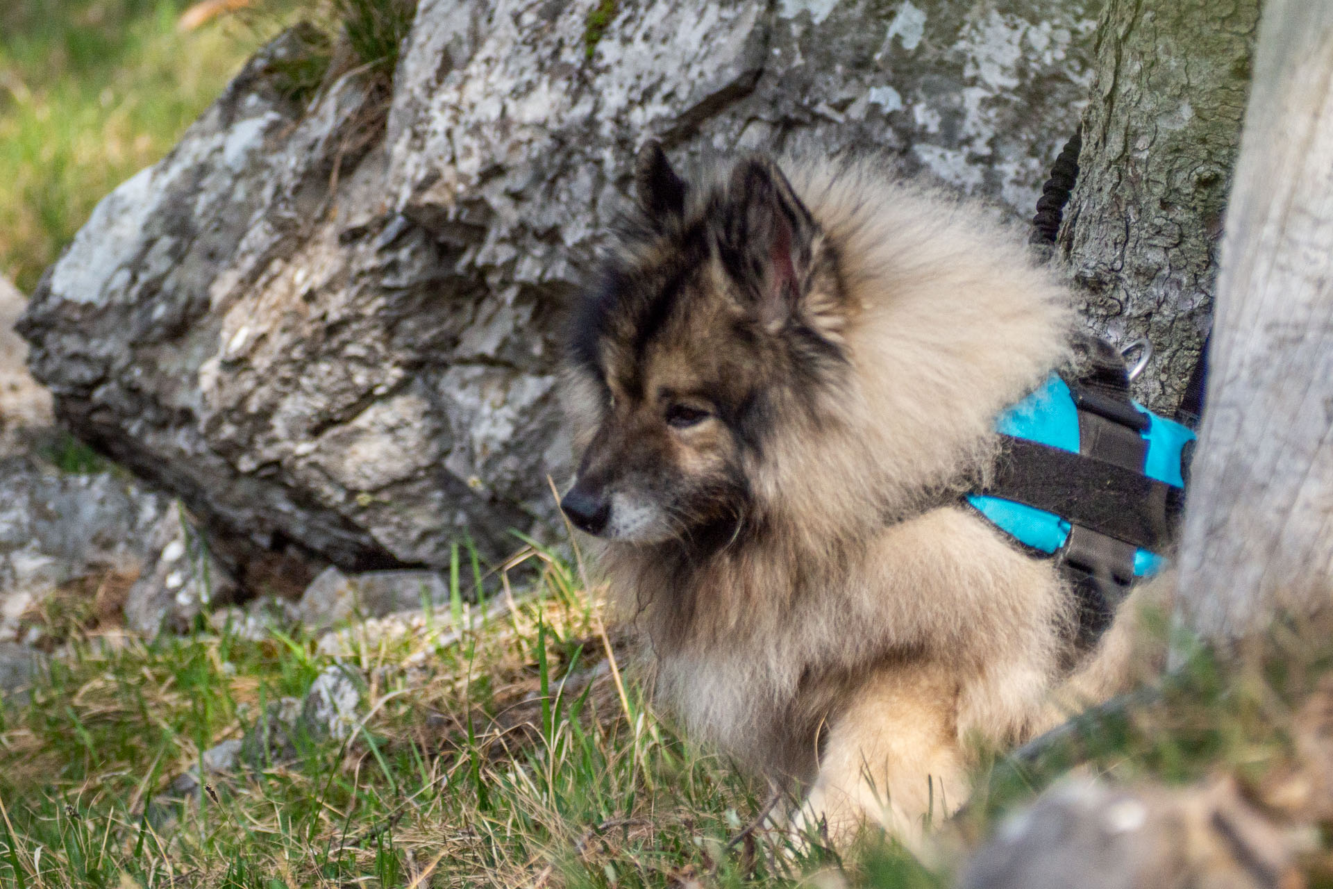 Tlstá a Ostrá z Konského dolu, ústia (Veľká Fatra)