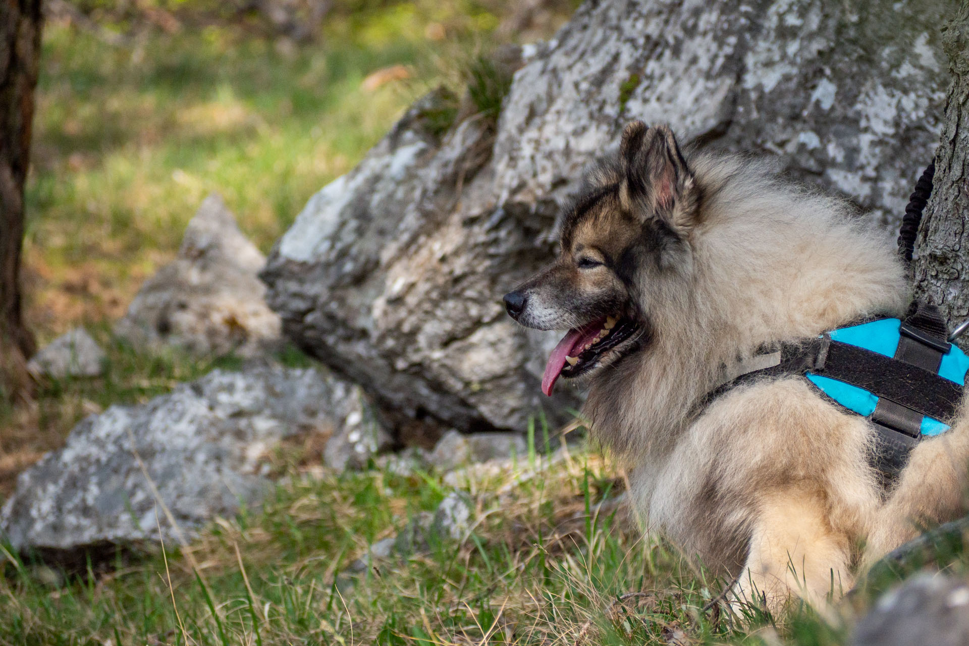 Tlstá a Ostrá z Konského dolu, ústia (Veľká Fatra)