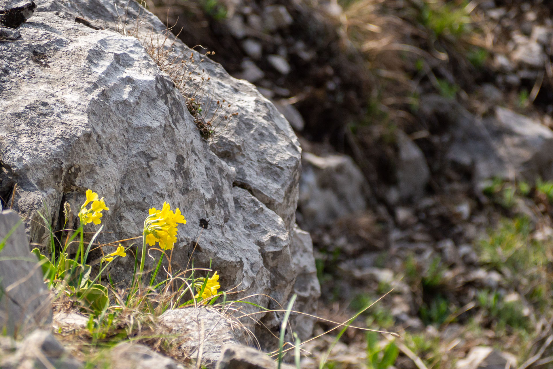 Tlstá a Ostrá z Konského dolu, ústia (Veľká Fatra)