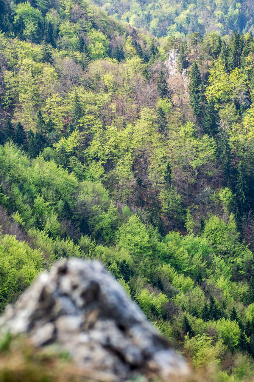 Tlstá a Ostrá z Konského dolu, ústia (Veľká Fatra)