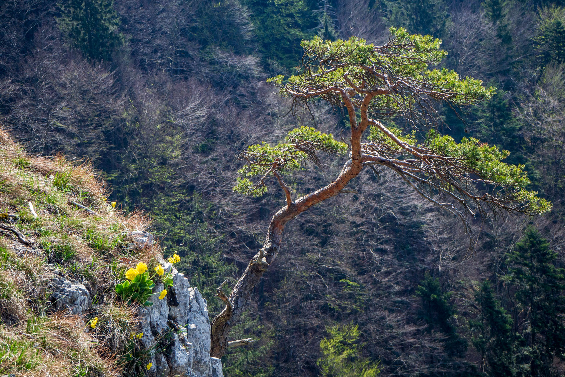 Tlstá a Ostrá z Konského dolu, ústia (Veľká Fatra)