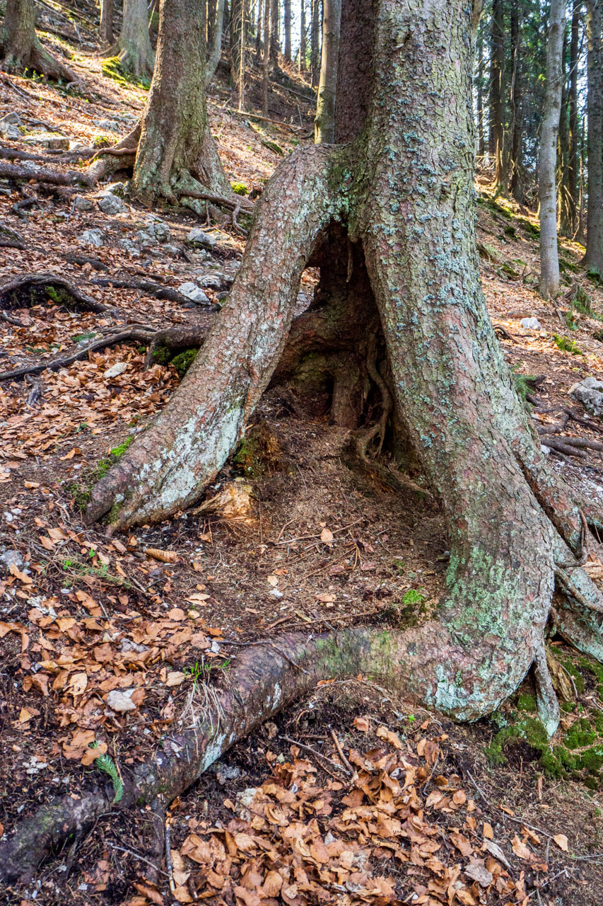 Tlstá a Ostrá z Konského dolu, ústia (Veľká Fatra)