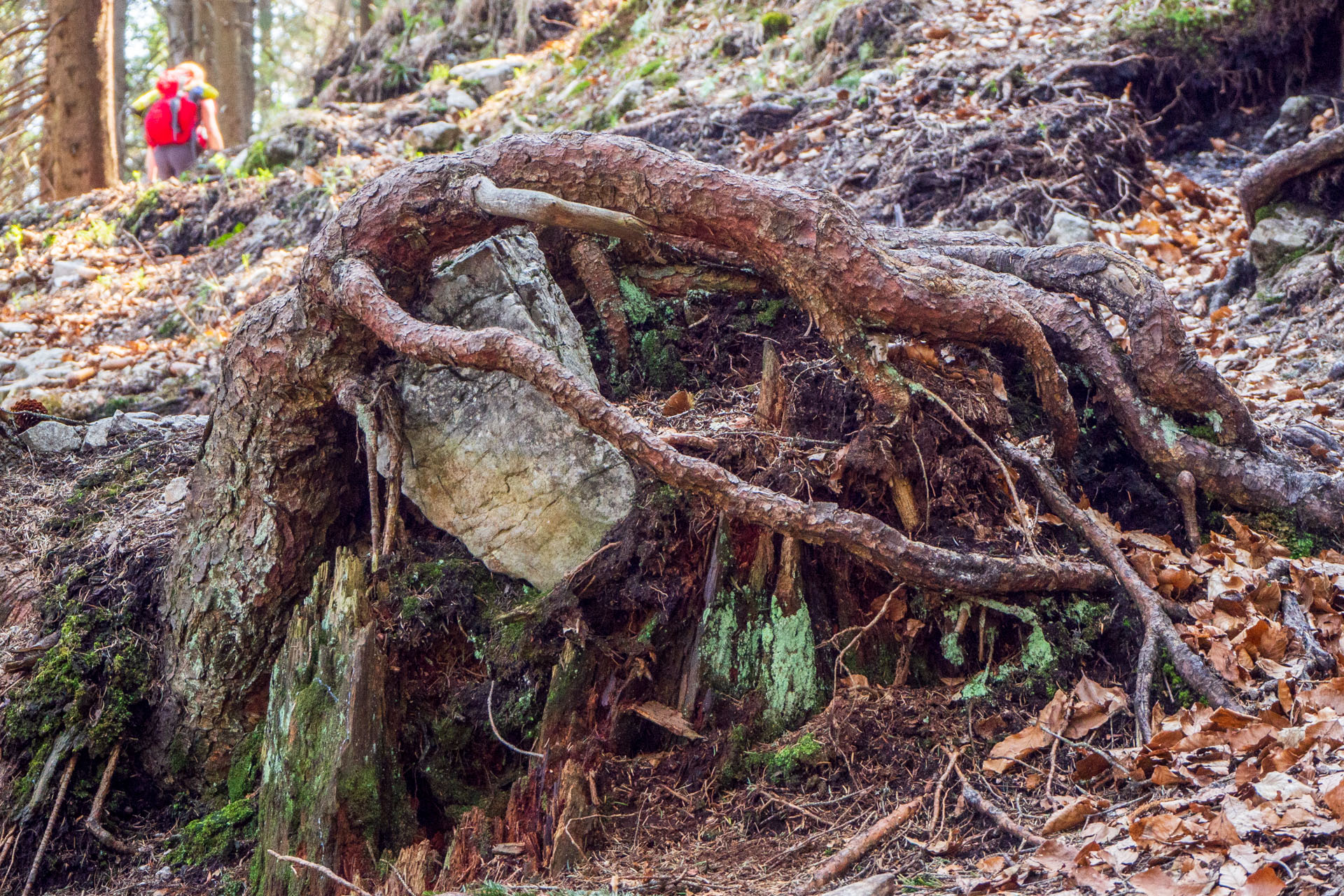 Tlstá a Ostrá z Konského dolu, ústia (Veľká Fatra)