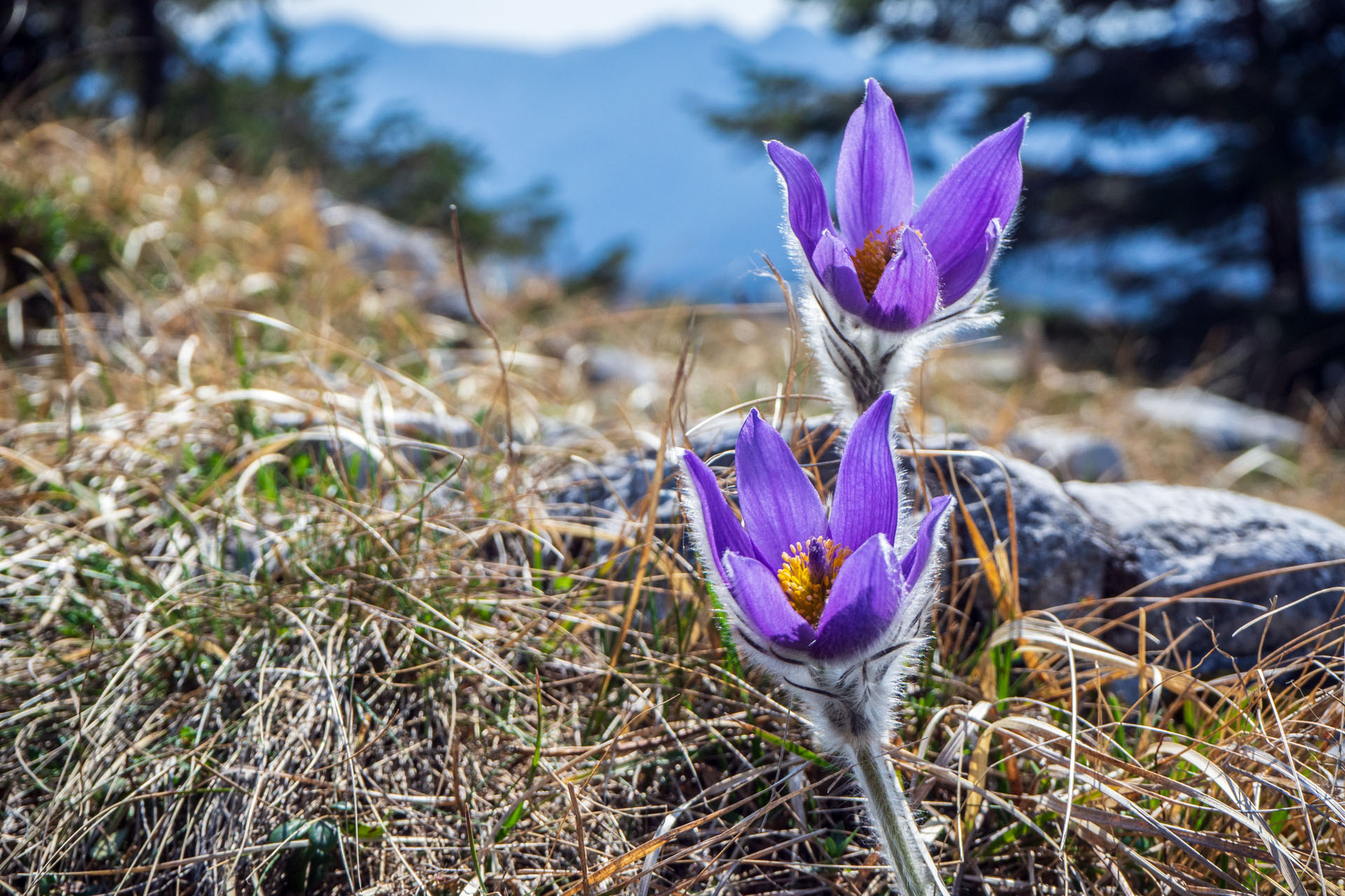 Tlstá a Ostrá z Konského dolu, ústia (Veľká Fatra)