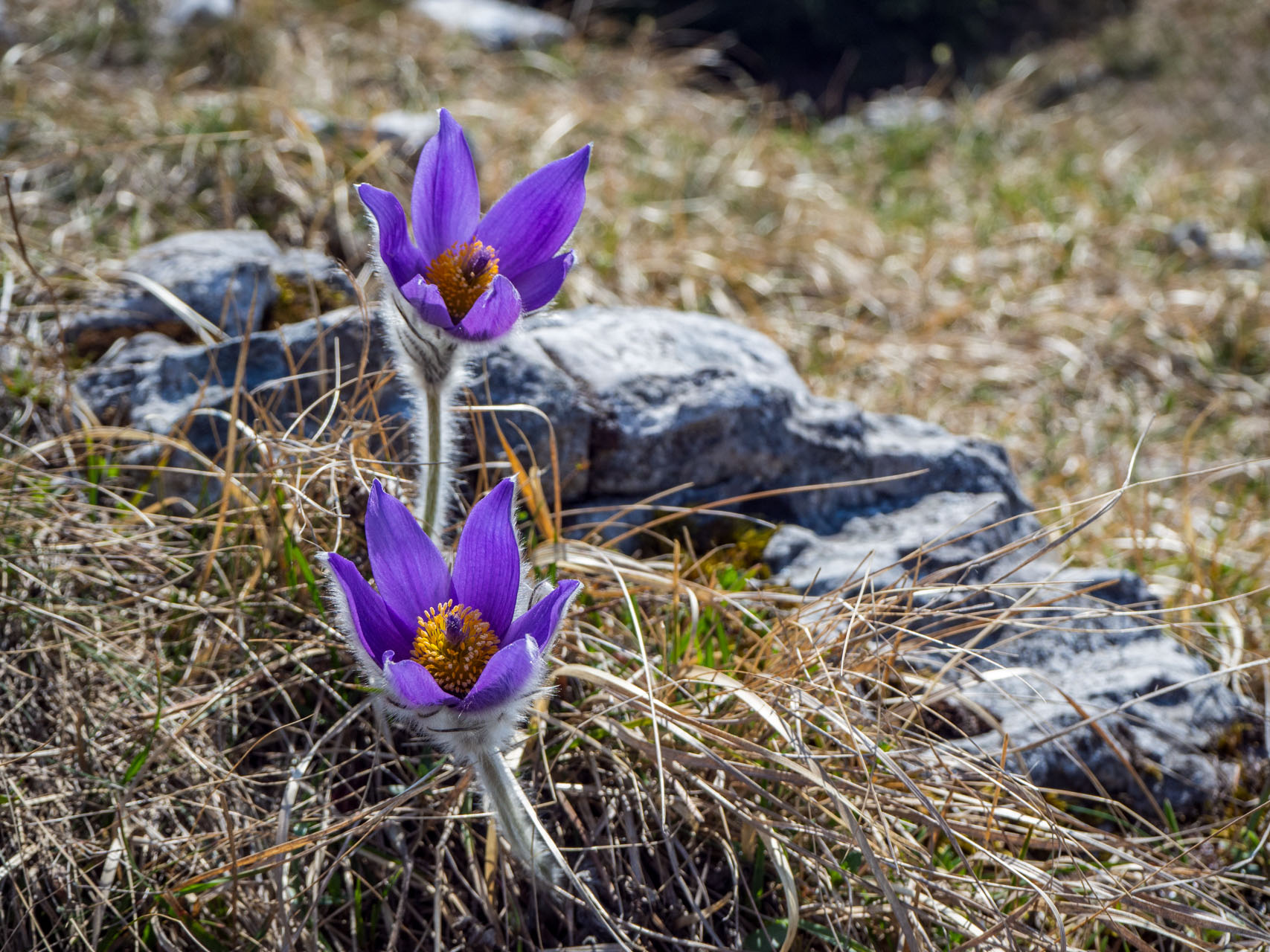 Tlstá a Ostrá z Konského dolu, ústia (Veľká Fatra)