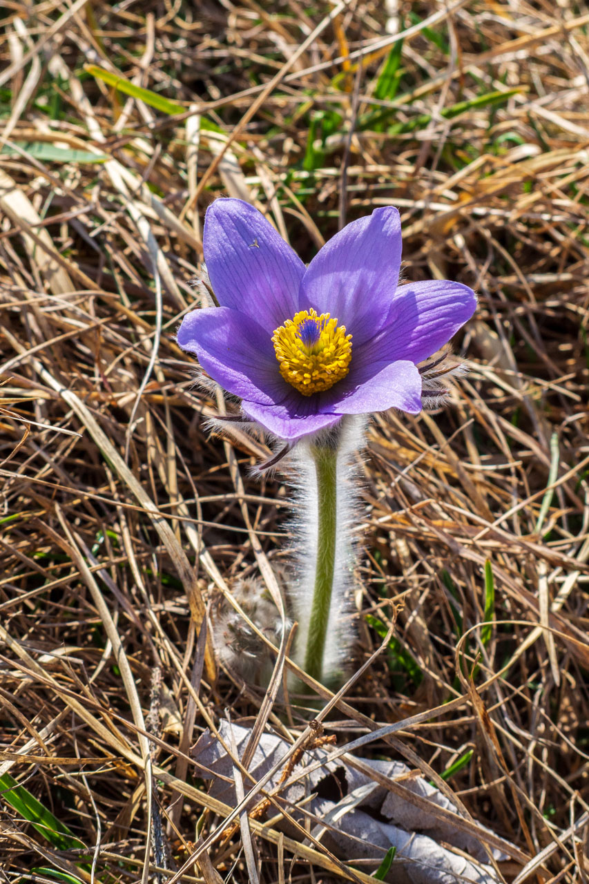 Tlstá a Ostrá z Konského dolu, ústia (Veľká Fatra)