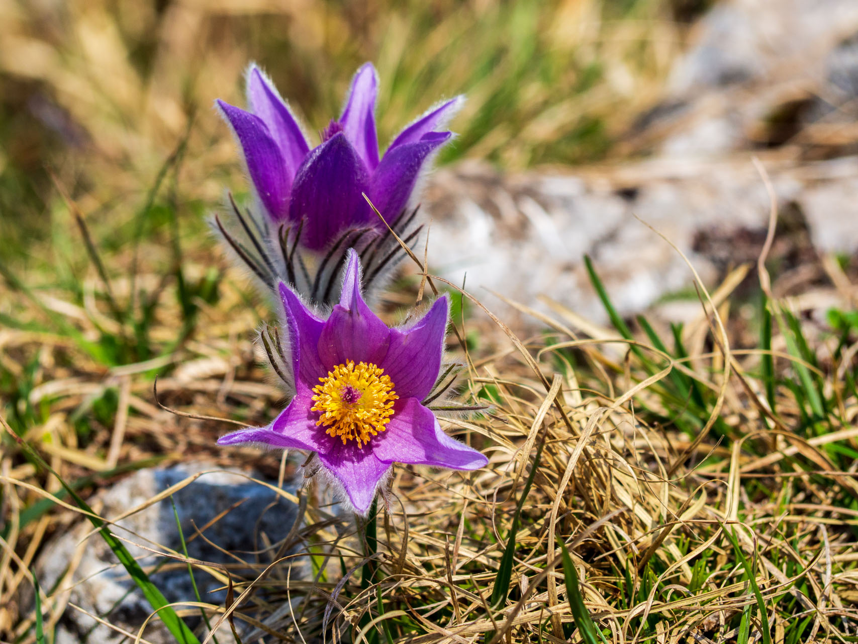 Tlstá a Ostrá z Konského dolu, ústia (Veľká Fatra)