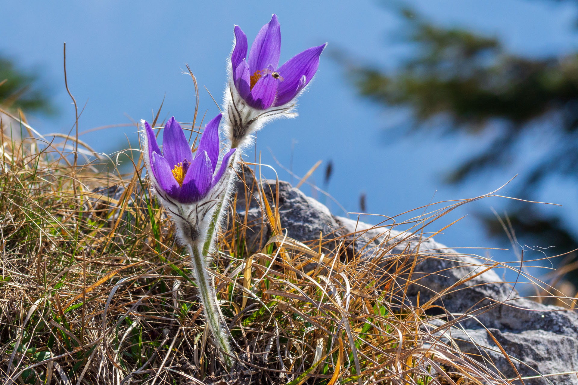 Tlstá a Ostrá z Konského dolu, ústia (Veľká Fatra)