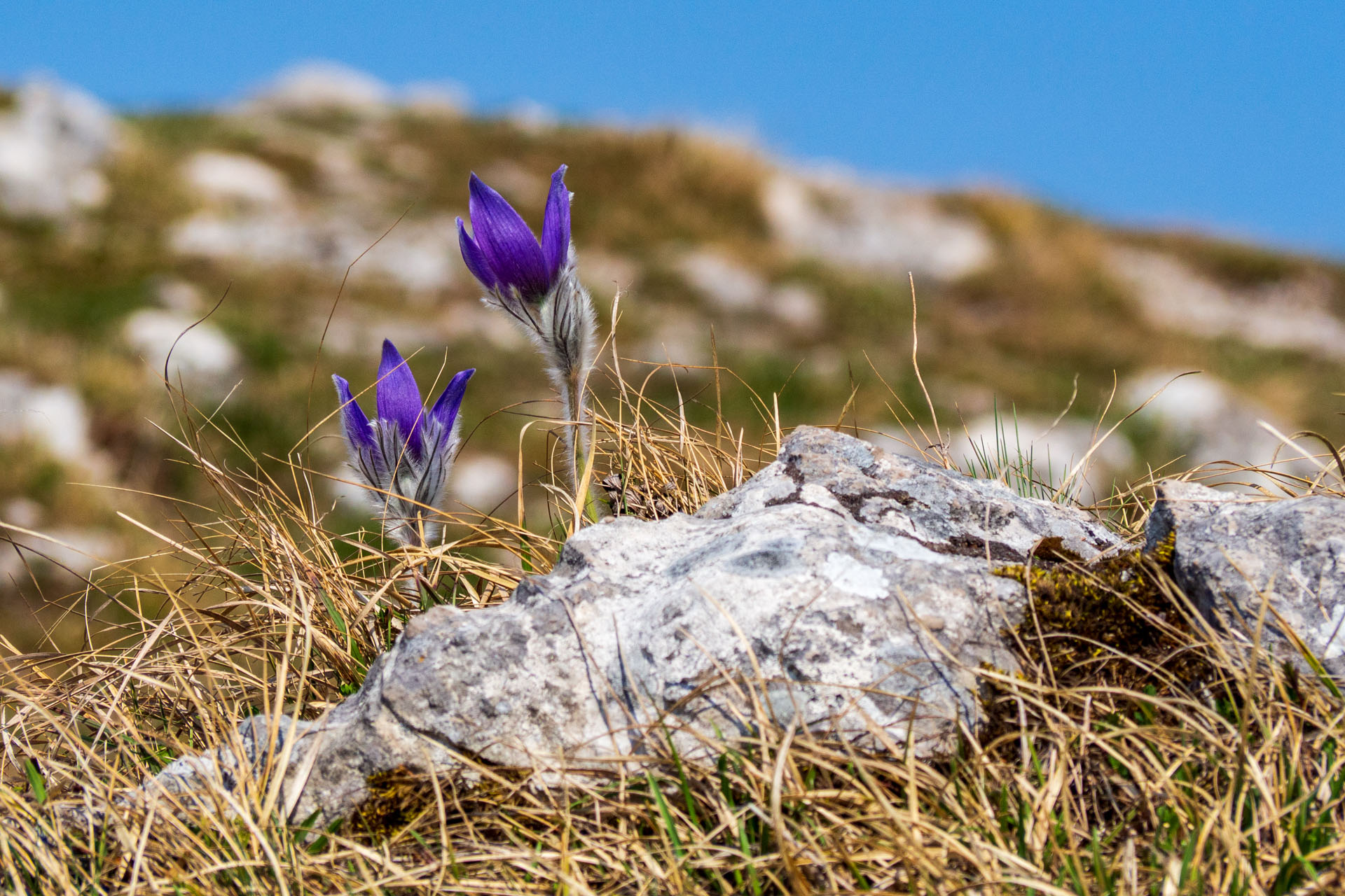 Tlstá a Ostrá z Konského dolu, ústia (Veľká Fatra)