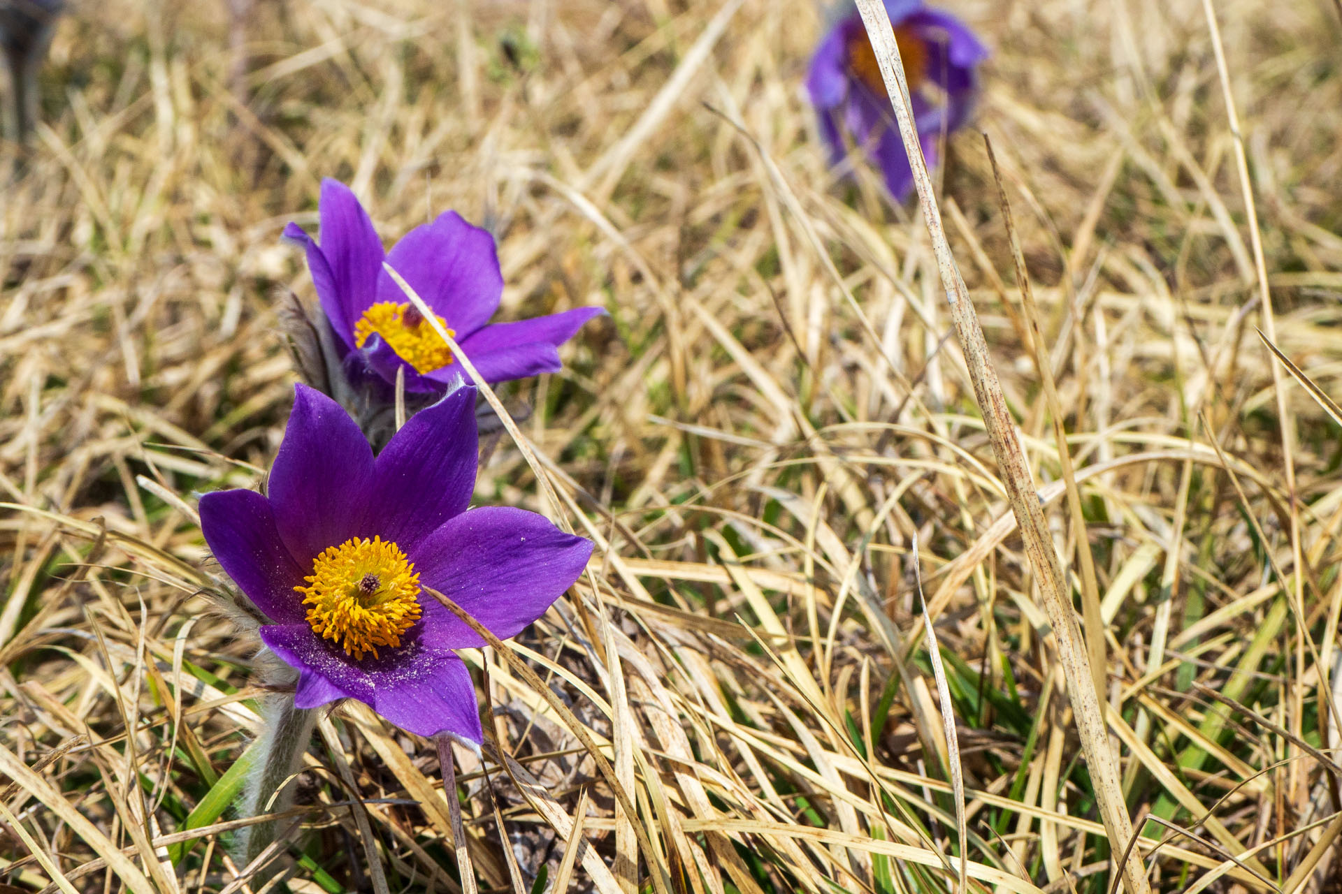 Tlstá a Ostrá z Konského dolu, ústia (Veľká Fatra)