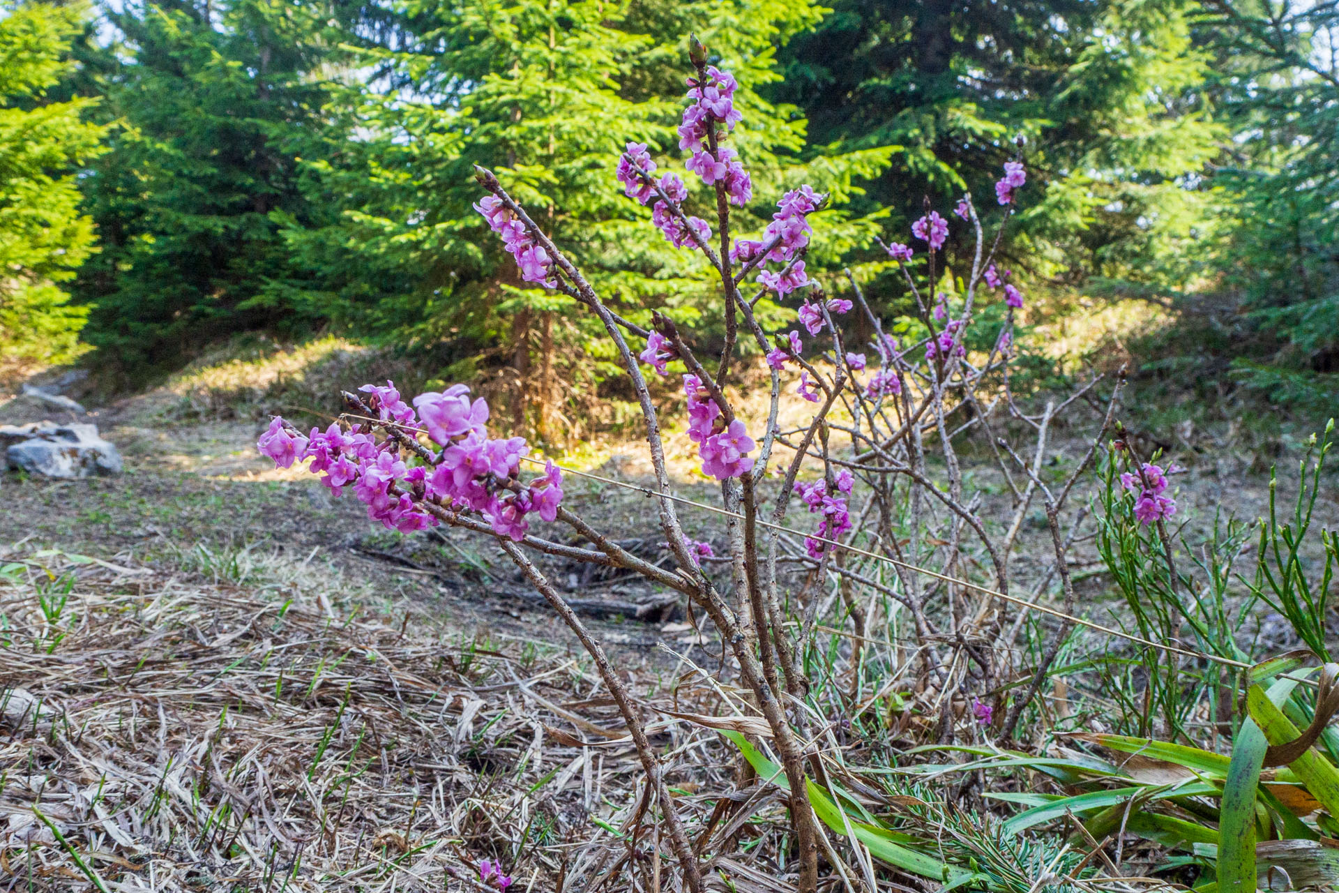 Tlstá a Ostrá z Konského dolu, ústia (Veľká Fatra)