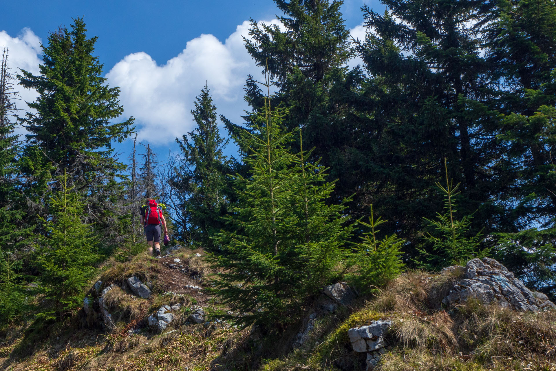 Tlstá a Ostrá z Konského dolu, ústia (Veľká Fatra)