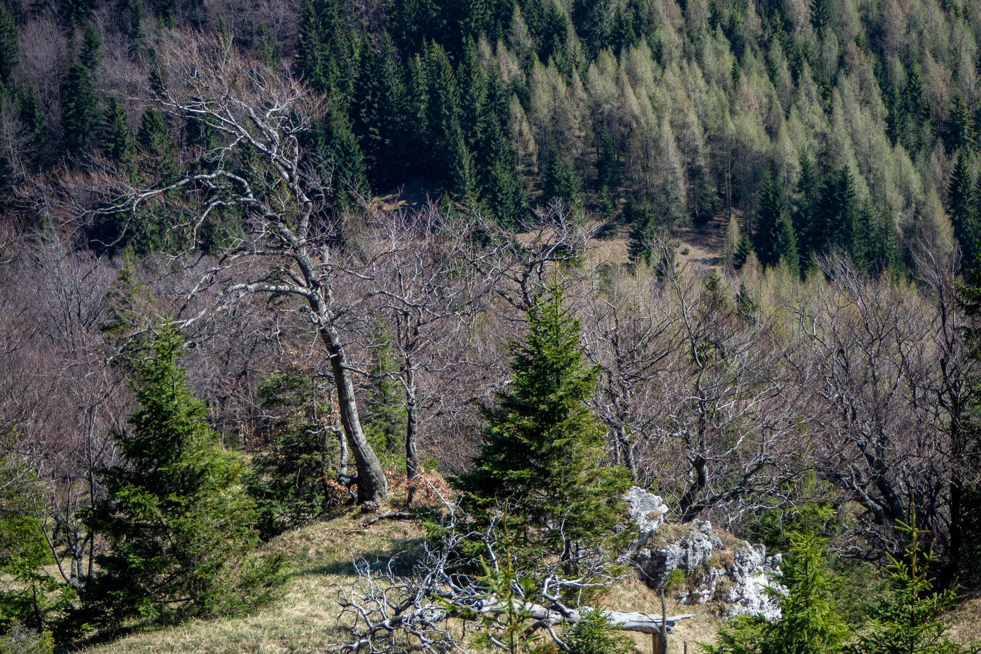 Tlstá a Ostrá z Konského dolu, ústia (Veľká Fatra)