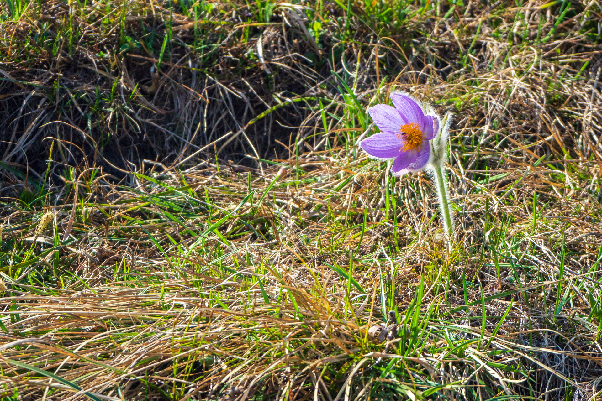 Tlstá a Ostrá z Konského dolu, ústia (Veľká Fatra)