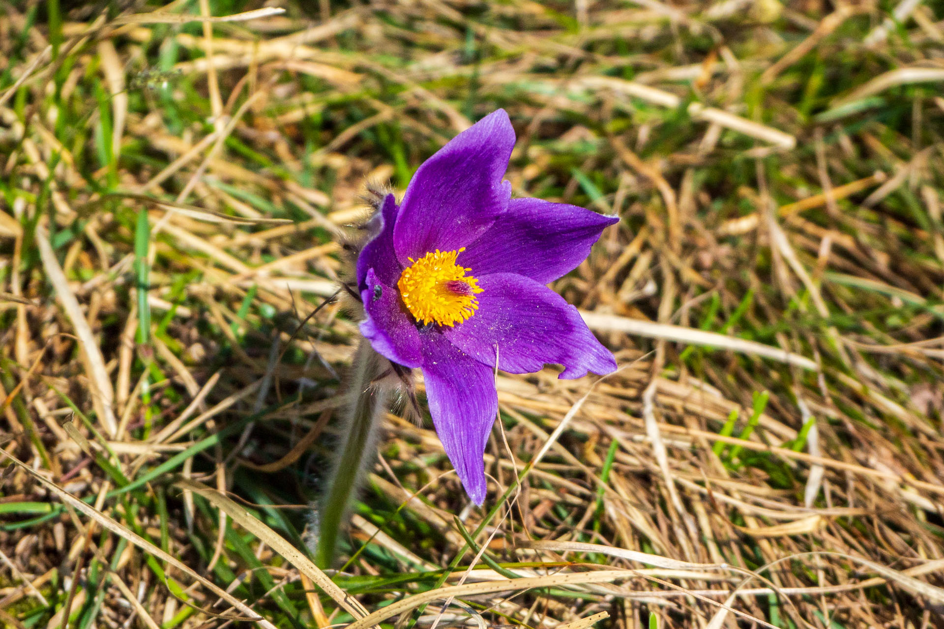 Tlstá a Ostrá z Konského dolu, ústia (Veľká Fatra)