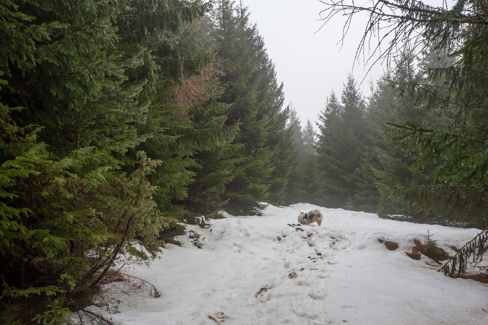 Kráľova hoľa zo Šumiaca (Nízke Tatry)