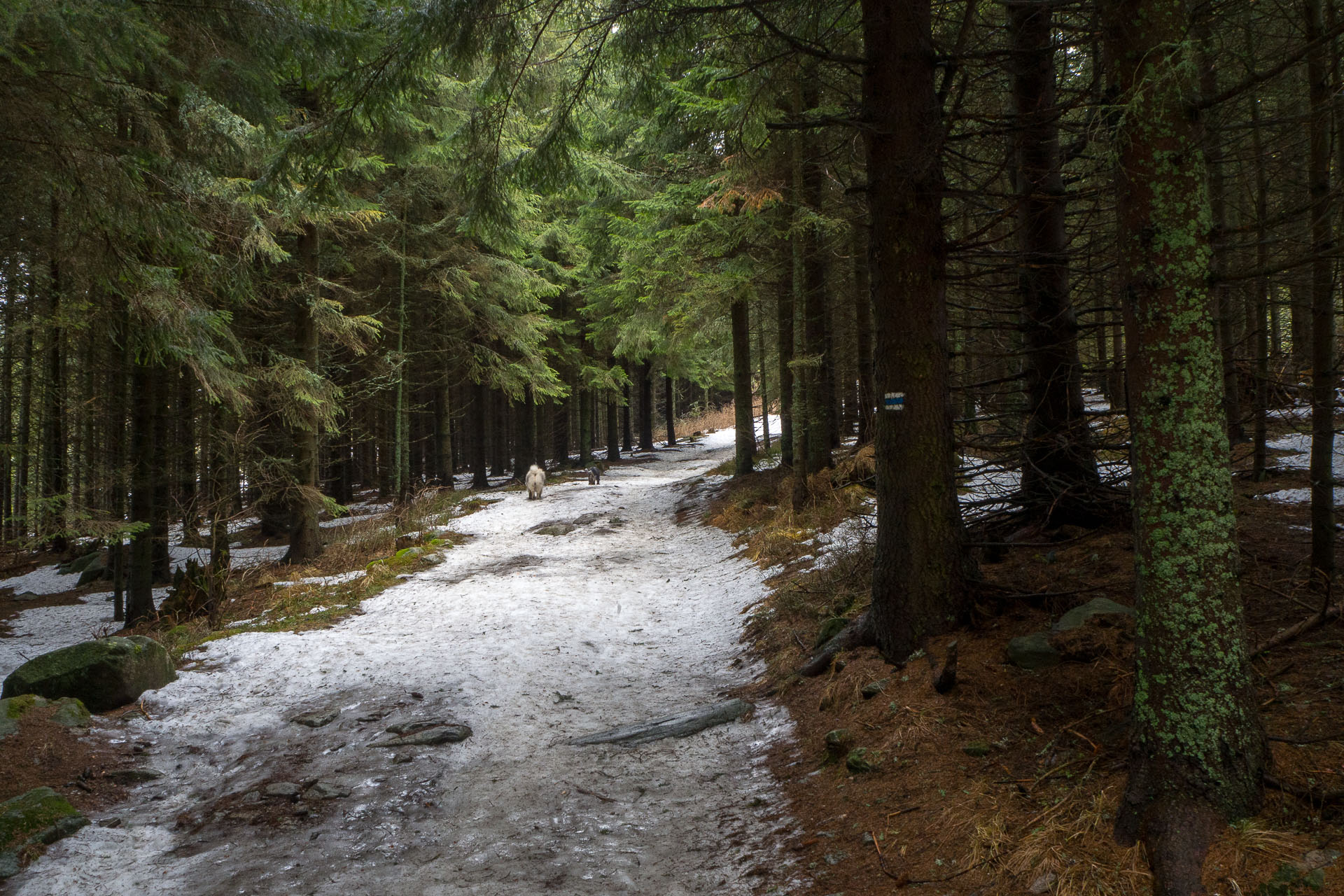 Kráľova hoľa zo Šumiaca (Nízke Tatry)