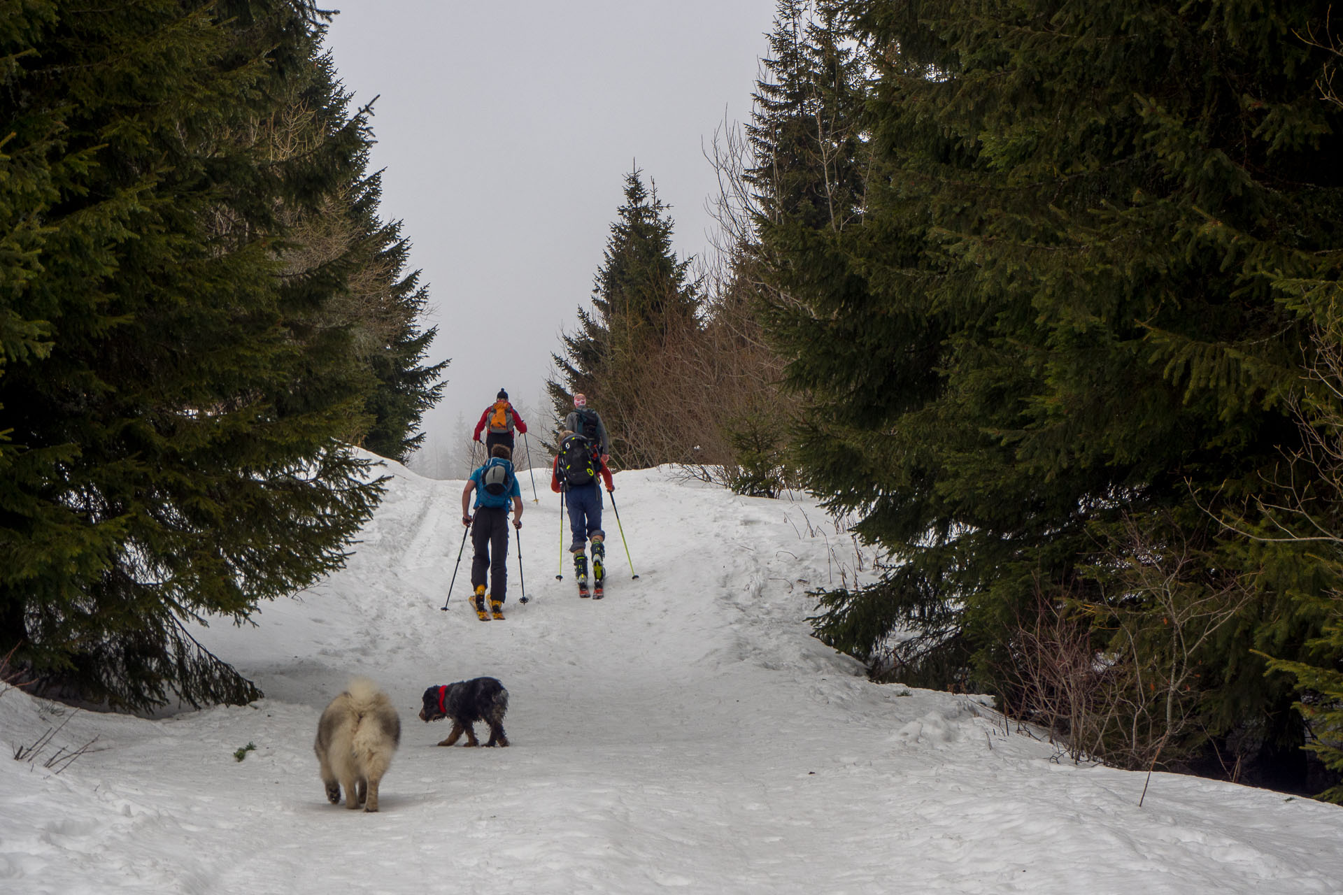 Kráľova hoľa zo Šumiaca (Nízke Tatry)