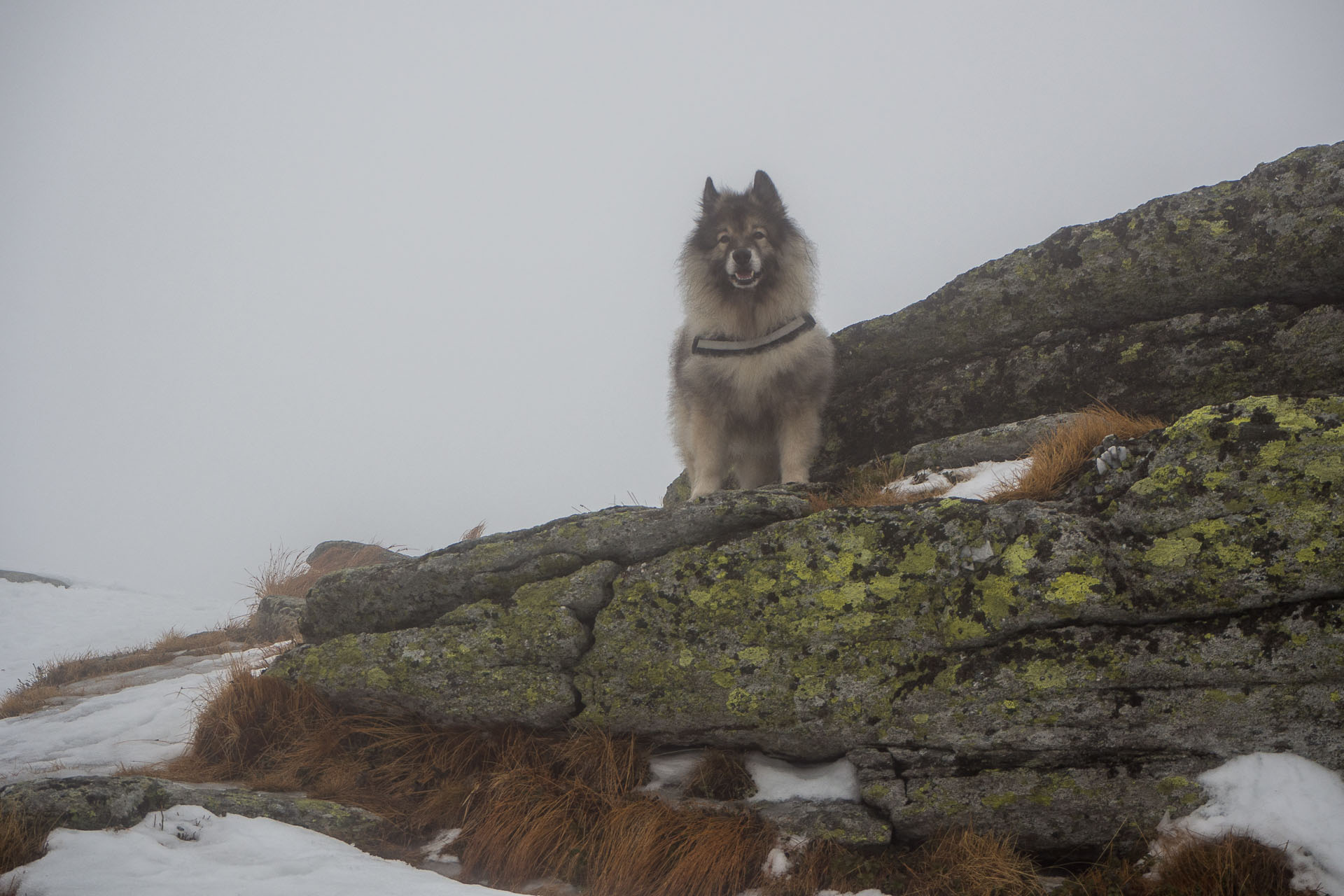 Kráľova hoľa zo Šumiaca (Nízke Tatry)