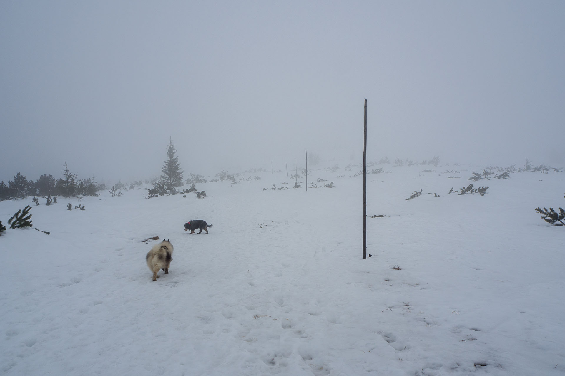 Kráľova hoľa zo Šumiaca (Nízke Tatry)