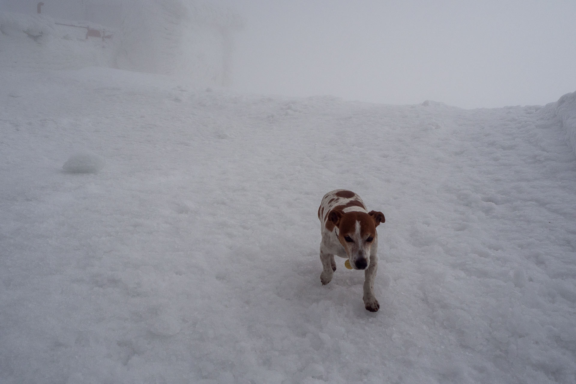 Kráľova hoľa zo Šumiaca (Nízke Tatry)