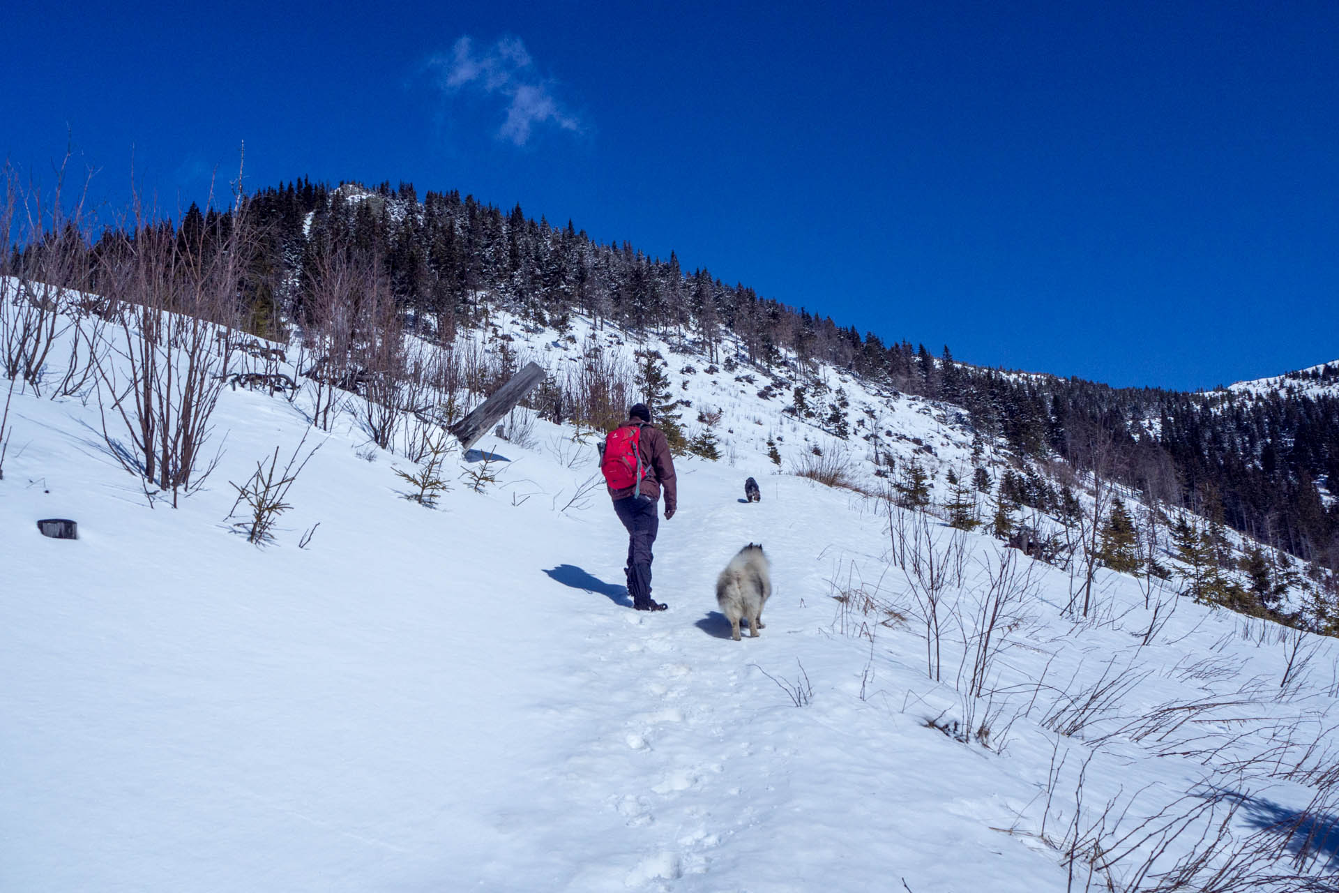 Veľkonočná Veľká Vápenica z Heľpy (Nízke Tatry)