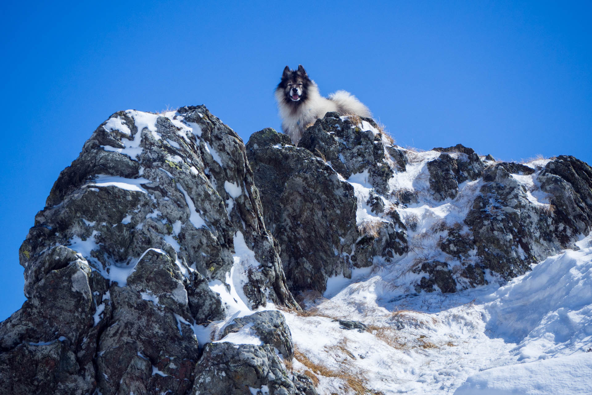 Veľkonočná Veľká Vápenica z Heľpy (Nízke Tatry)