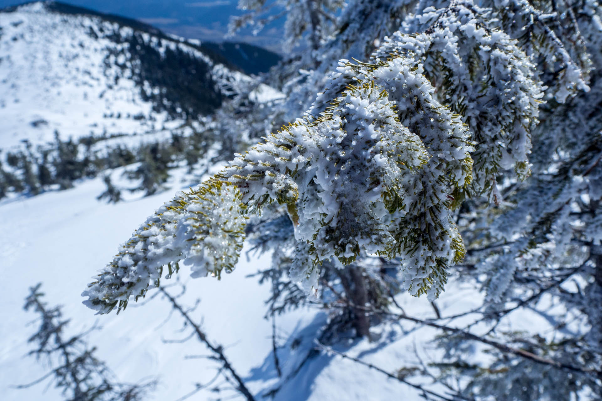 Veľkonočná Veľká Vápenica z Heľpy (Nízke Tatry)