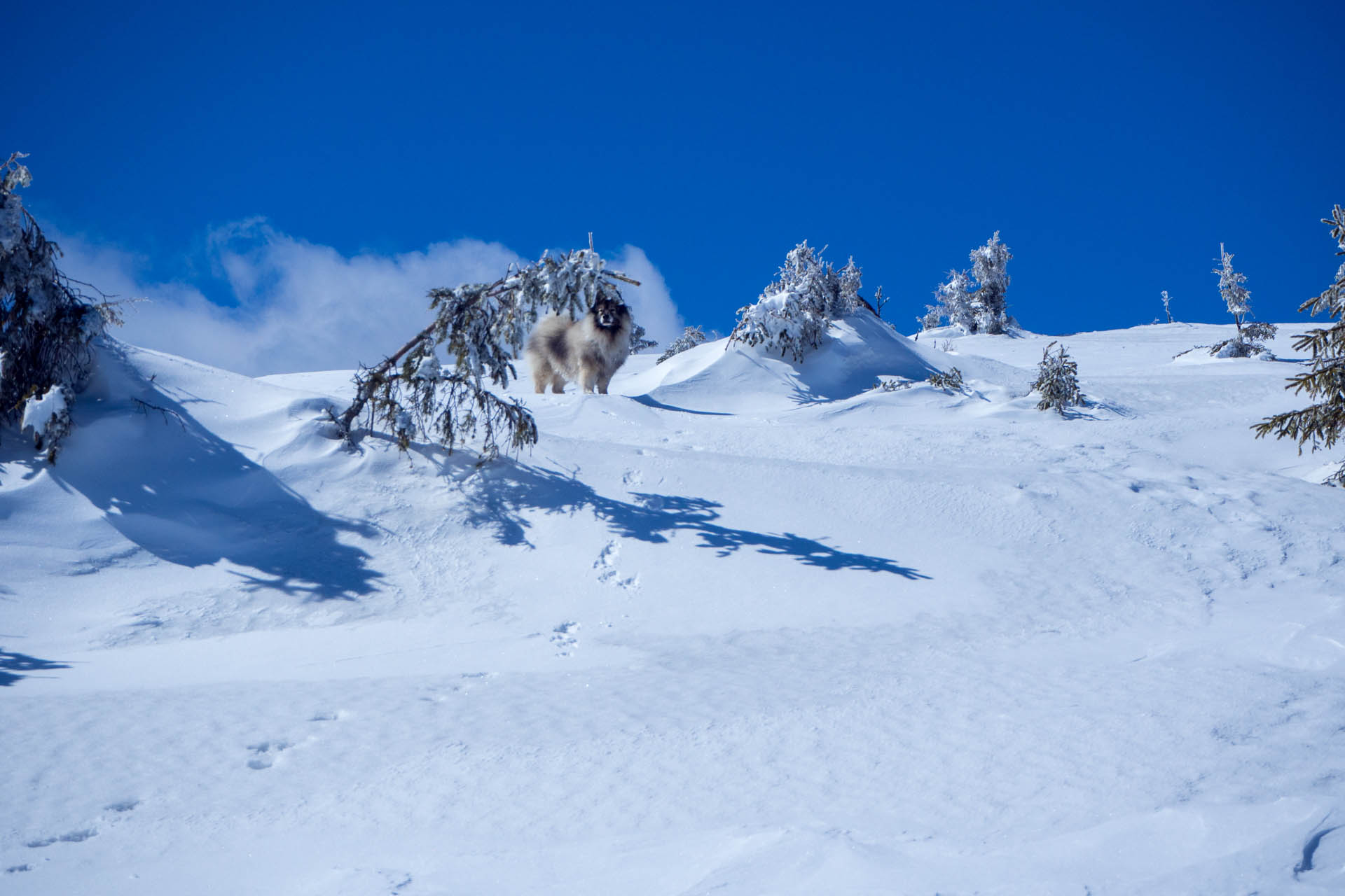 Veľkonočná Veľká Vápenica z Heľpy (Nízke Tatry)