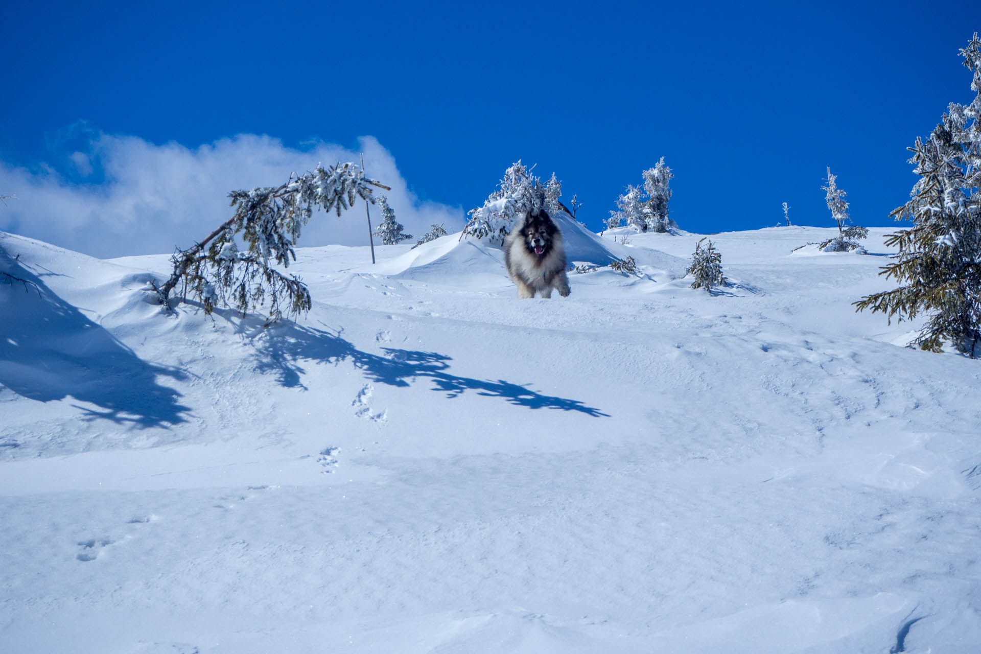 Veľkonočná Veľká Vápenica z Heľpy (Nízke Tatry)