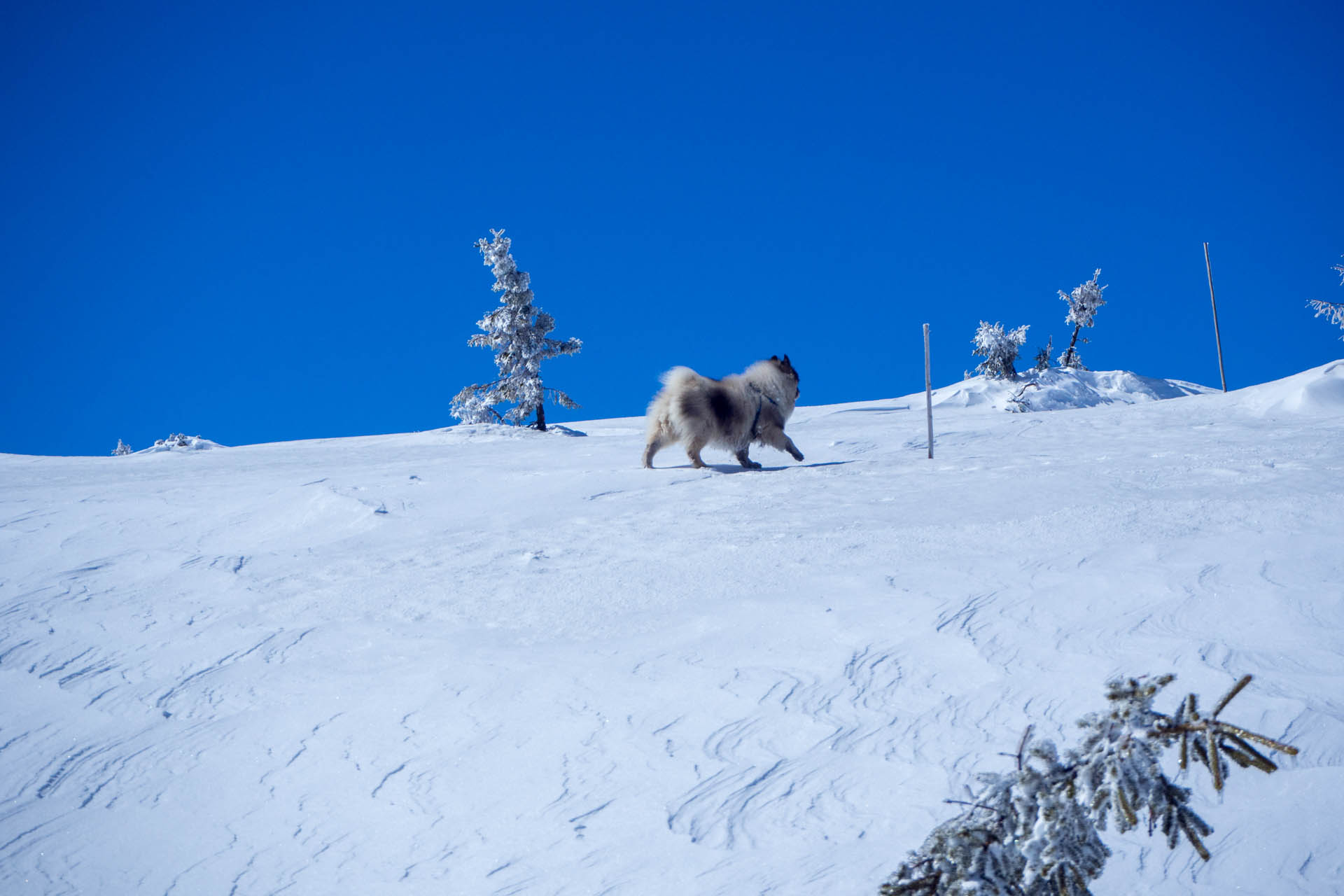 Veľkonočná Veľká Vápenica z Heľpy (Nízke Tatry)