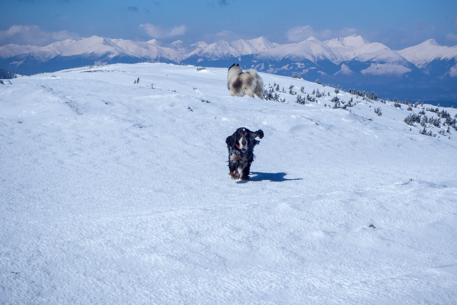 Veľkonočná Veľká Vápenica z Heľpy (Nízke Tatry)