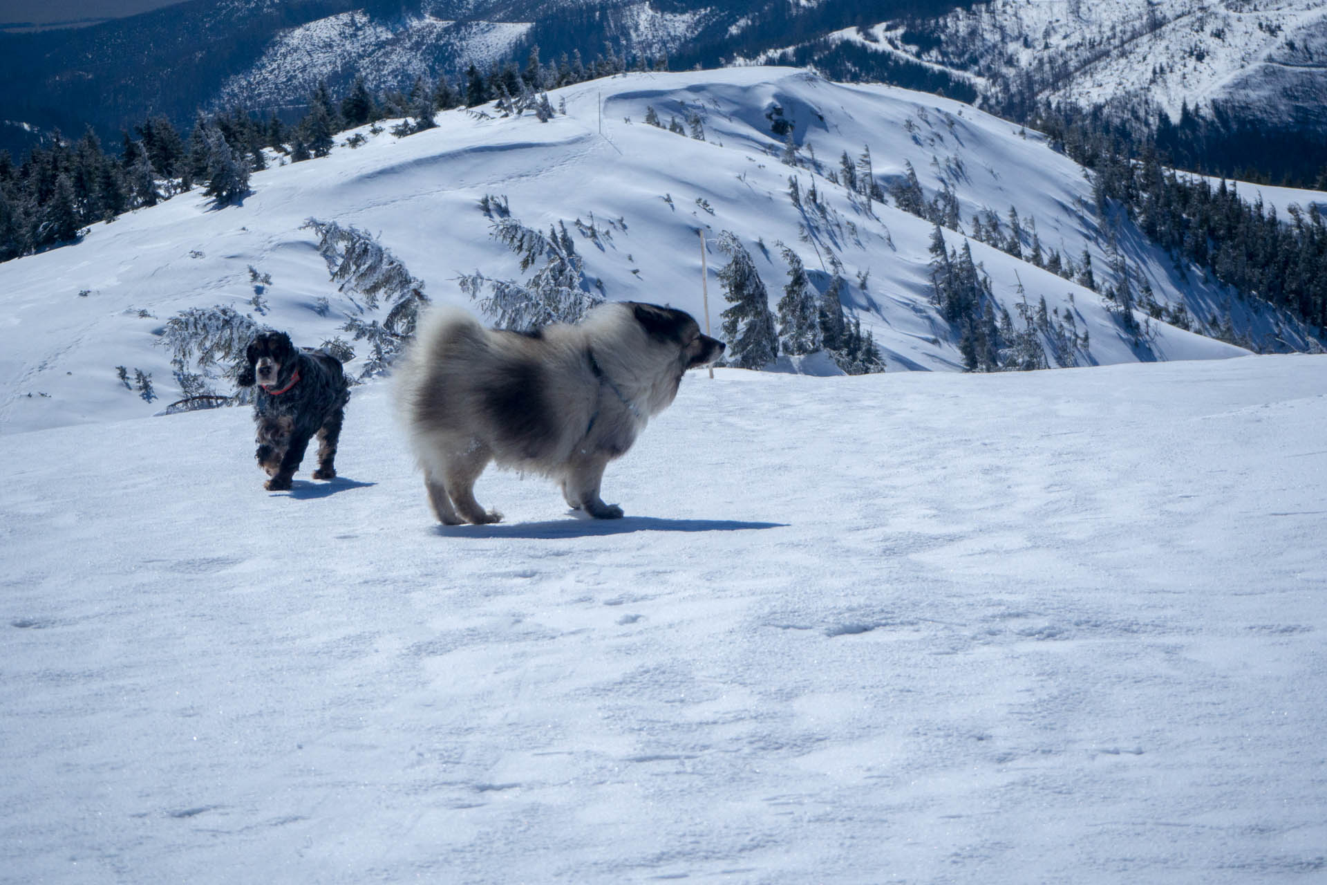 Veľkonočná Veľká Vápenica z Heľpy (Nízke Tatry)