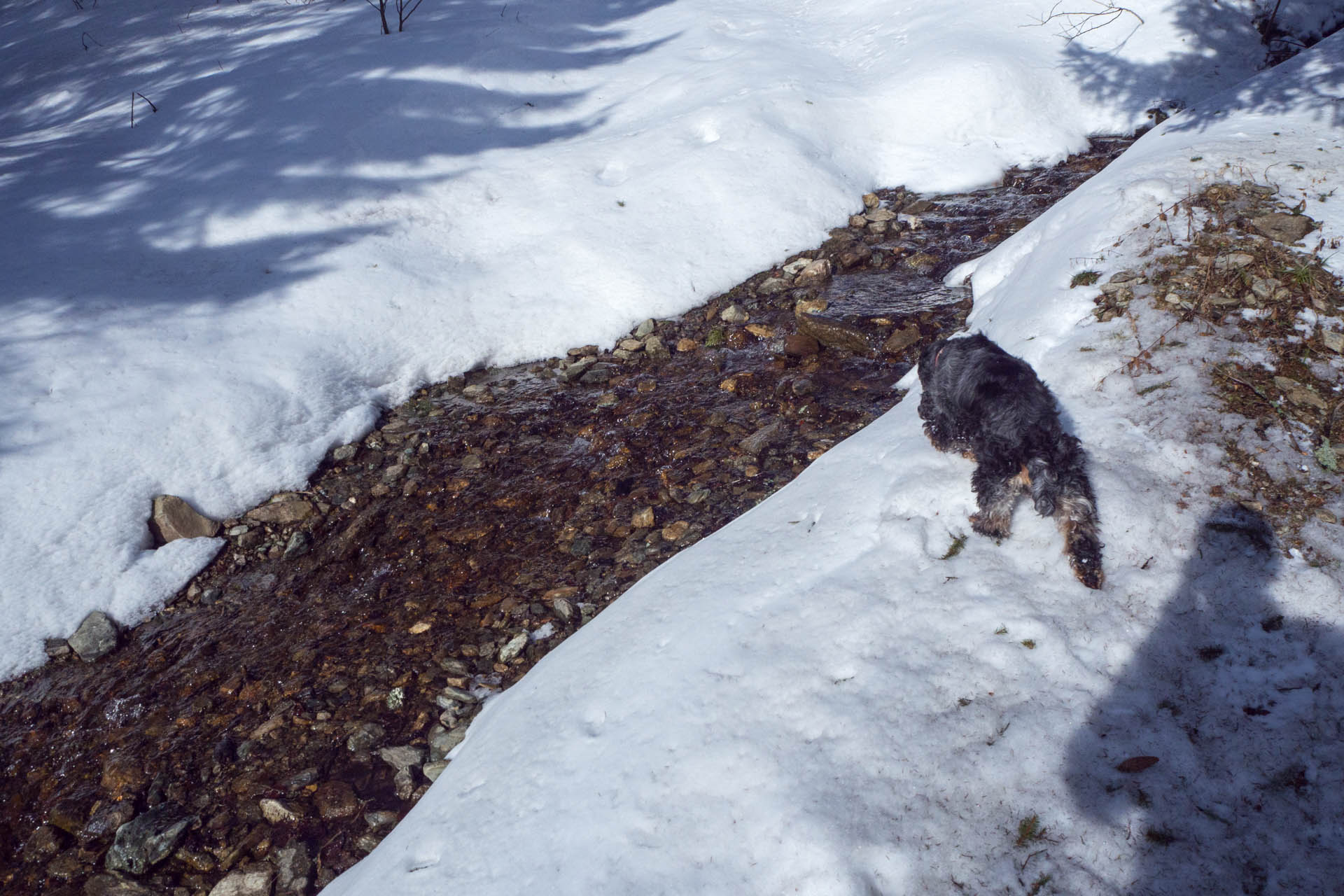 Veľkonočná Veľká Vápenica z Heľpy (Nízke Tatry)