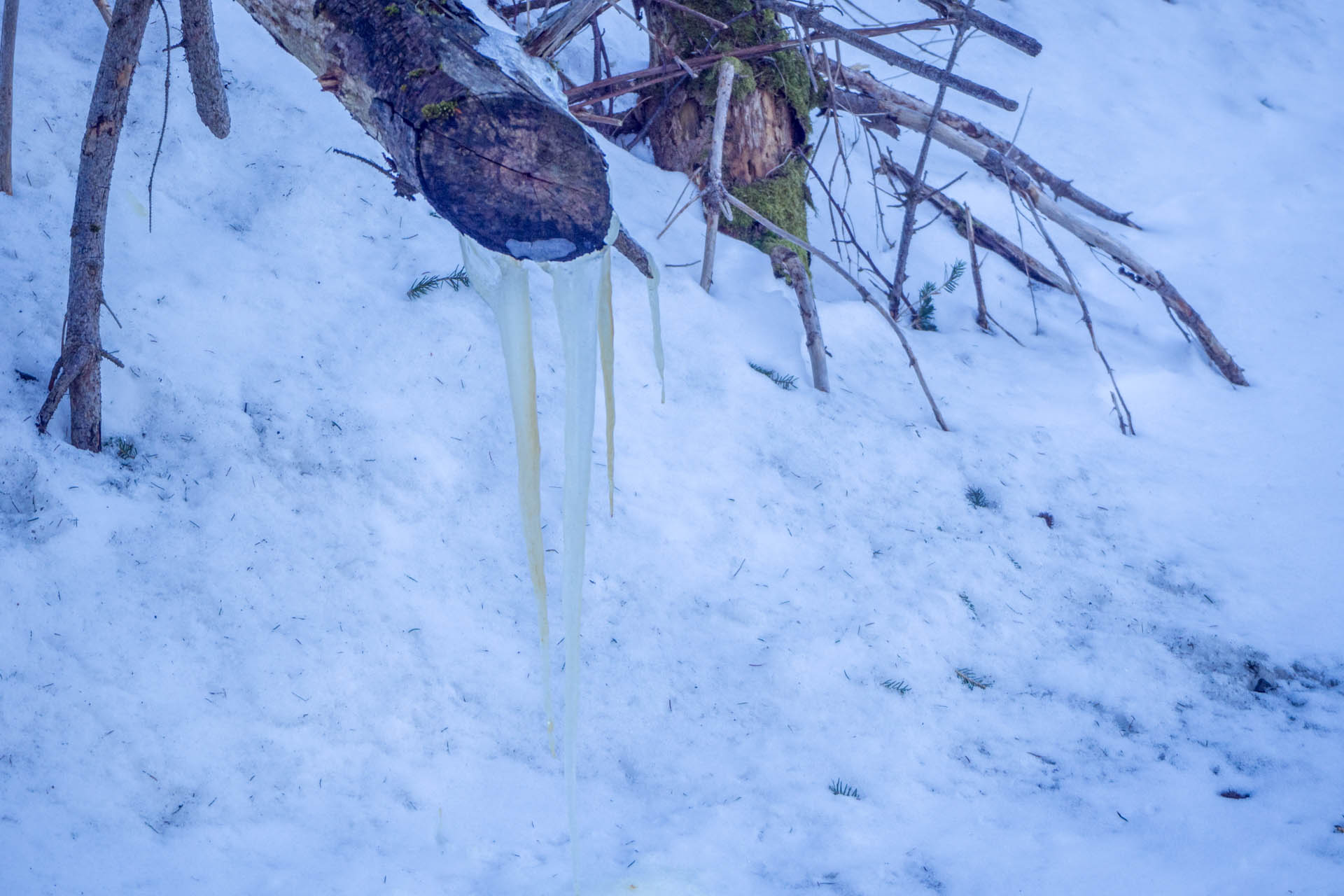 Veľkonočná Veľká Vápenica z Heľpy (Nízke Tatry)