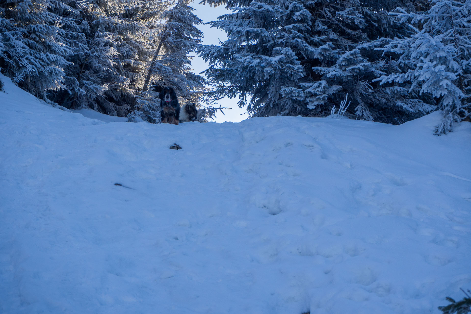 Veľký Choč z Valaskej Dubovej (Chočské vrchy)